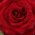 Roșu - Trandafir teahibrid - Schwarze Madonna™